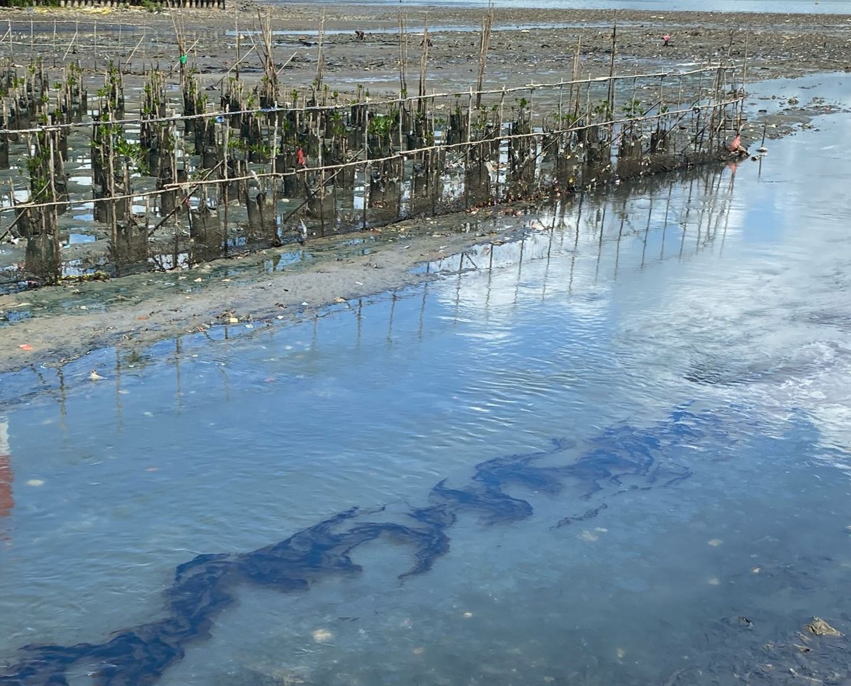 Bau Menyengat Diduga Limbah Minyak Cemari Kawasan Mangrove Margasari